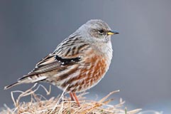 Alpenbraunelle - Zum Vergroessern klicken!